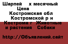 Шарпей (2-х месячный) › Цена ­ 10 000 - Костромская обл., Костромской р-н, Кострома г. Животные и растения » Собаки   